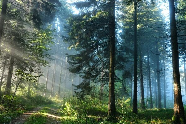 Light breaks through the trees