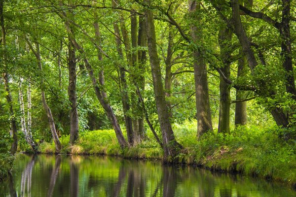 Bäume am Ufer eines sauberen Sees