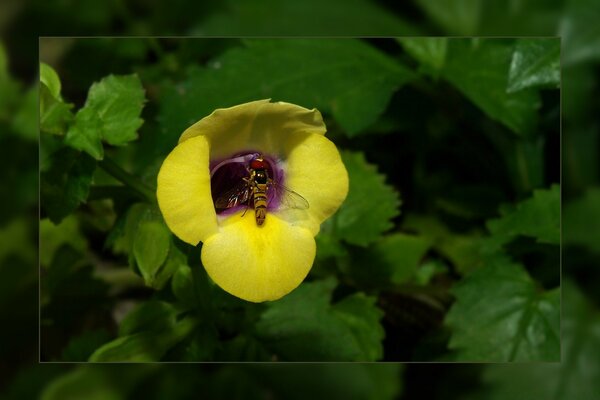 Natur, Blumen im Garten