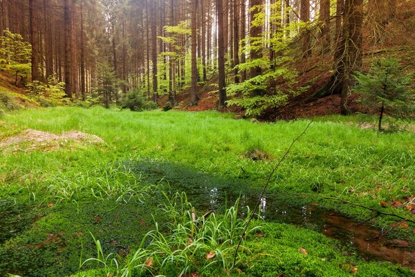 Un buen día de cuento de hadas de verano