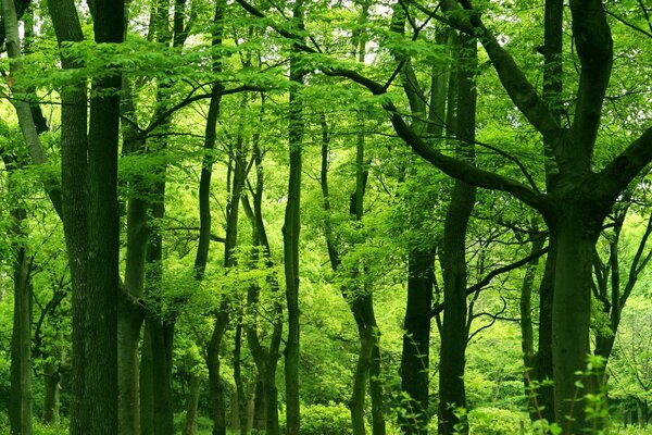 Light green forest on the desktop