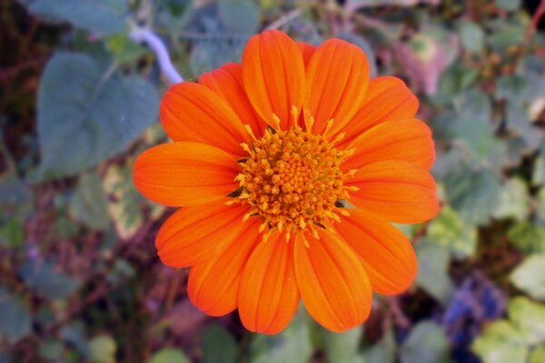 Primer plano de la flor naranja