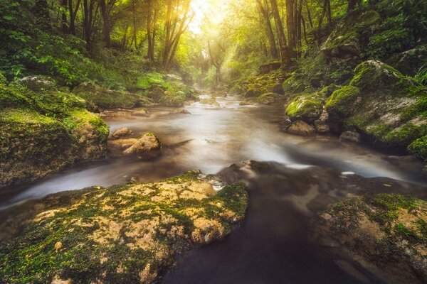 Un fiume stretto tra una fitta foresta