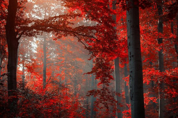 Herbstlicher Wald in blutroter Laubfarbe