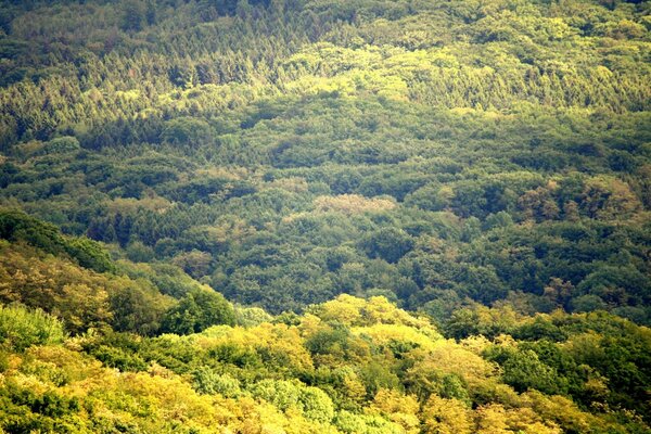 Natureza, paisagem de árvores na floresta