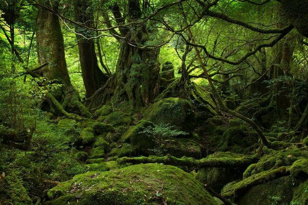 Paysages d artistes peints en bois, mousse 