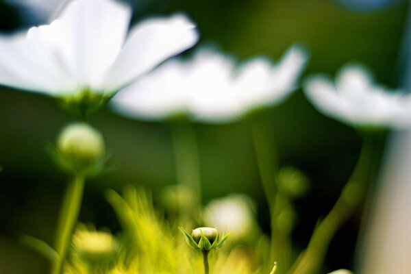 Weiße Blüten beginnen zu blühen