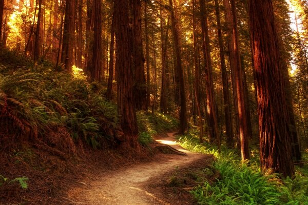 Chemin menant à l intérieur de la forêt