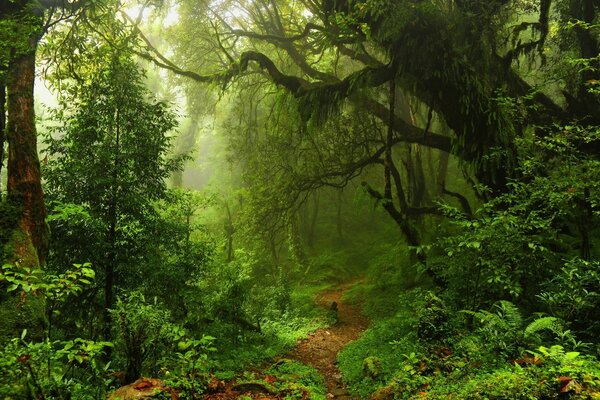 Hermosa naturaleza con hermosas vistas al bosque