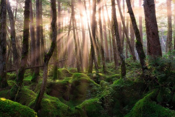 Sonnenstrahlen brechen durch den Wald