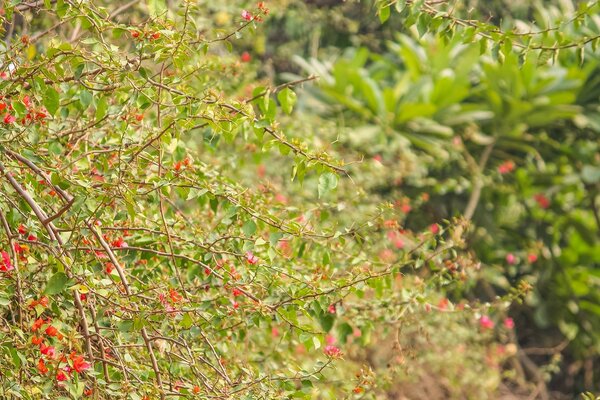 Naturaleza, árboles en el fondo de las hojas