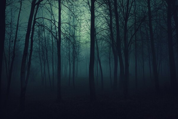 Gloomy foggy forest at night