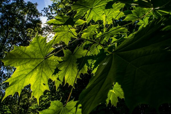 Grandes hojas de arce verde