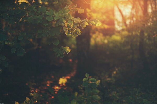 Forest foliage in the rays of sunlight