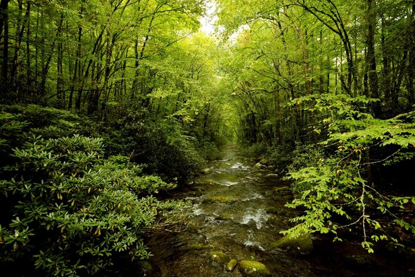 Deciduous forest in the silence of the house