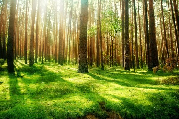 Grüner Park in der Stille der Natur