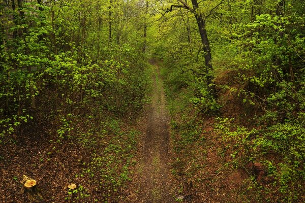 Herbstlandschaft des schönen Waldes