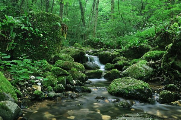 Água com musgo na floresta