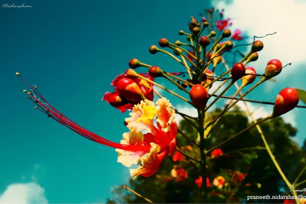 Sur le fond du ciel, une branche avec des baies et des fleurs