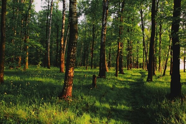 Beautiful dense green forest