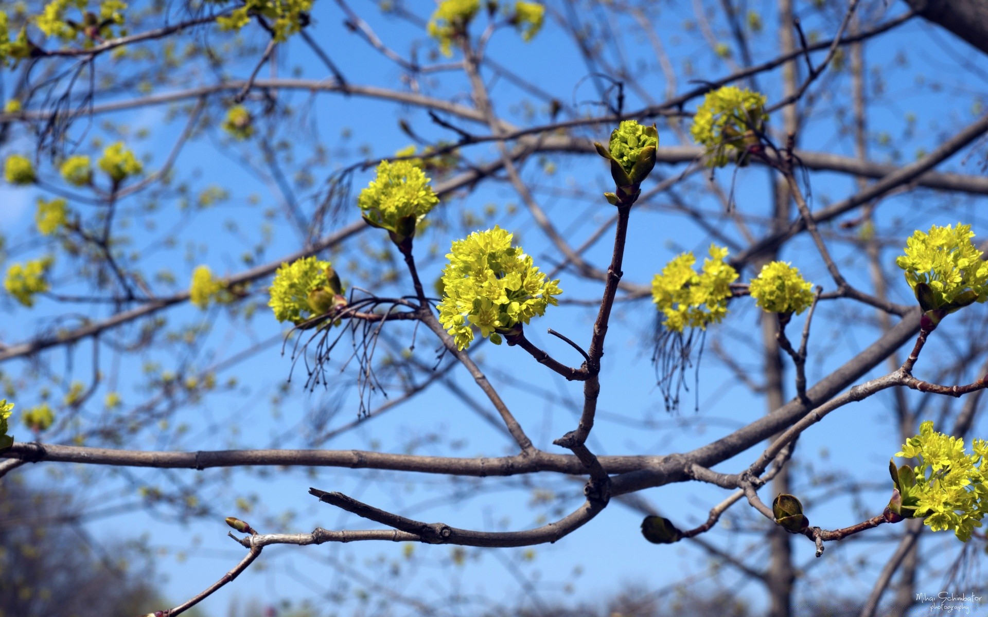 foresta albero ramo fiore flora natura stagione foglia parco fiore primo piano ambiente desktop giardino crescita all aperto floreale colore