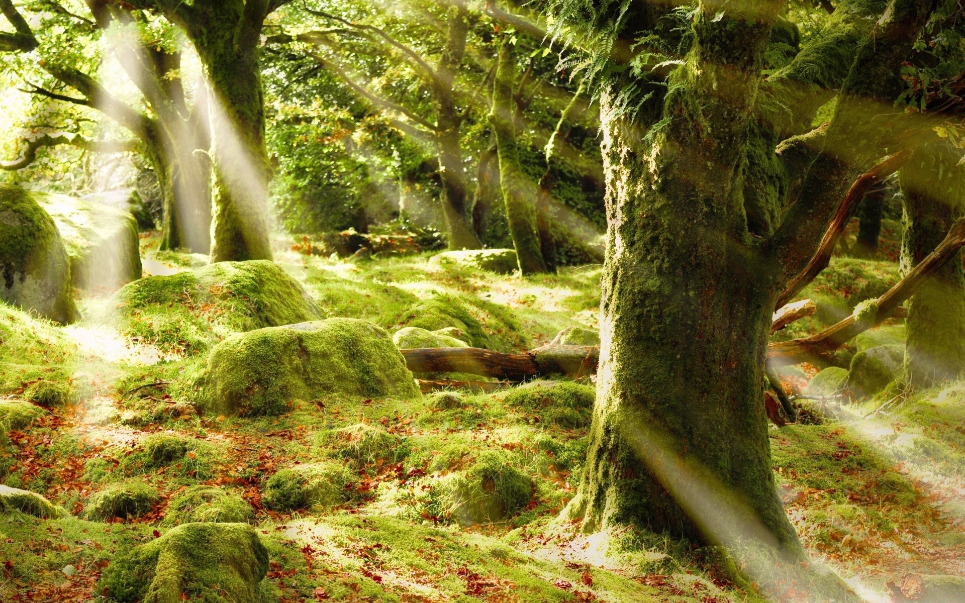 las natura drewno liść drzewa dziki letni krajobraz środowisko mech odkryty tropikalny park tropikalny las deszczowy fern flora dżungla bujna woda