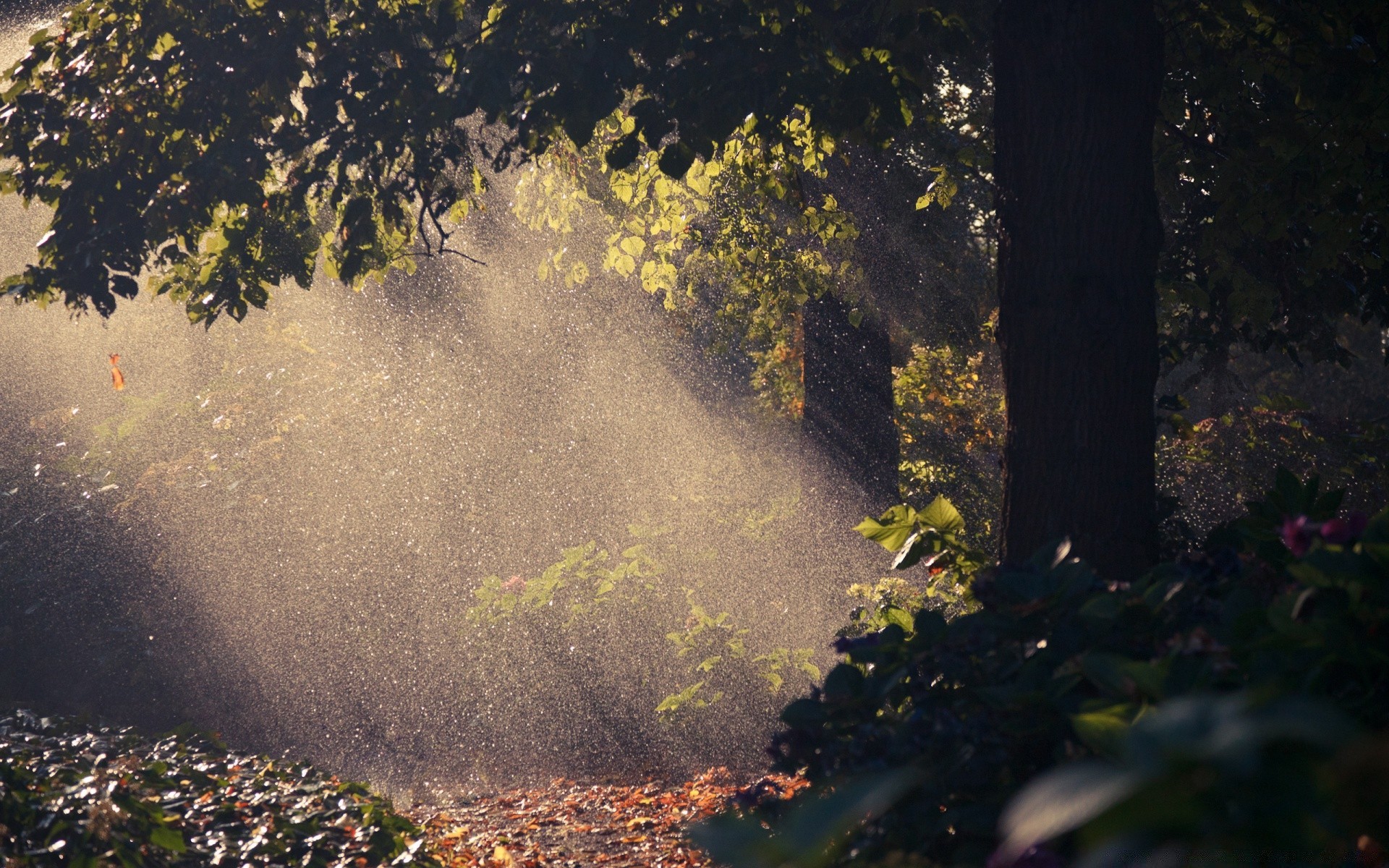 forest fall landscape tree water leaf park wood outdoors fog river mist environment light nature