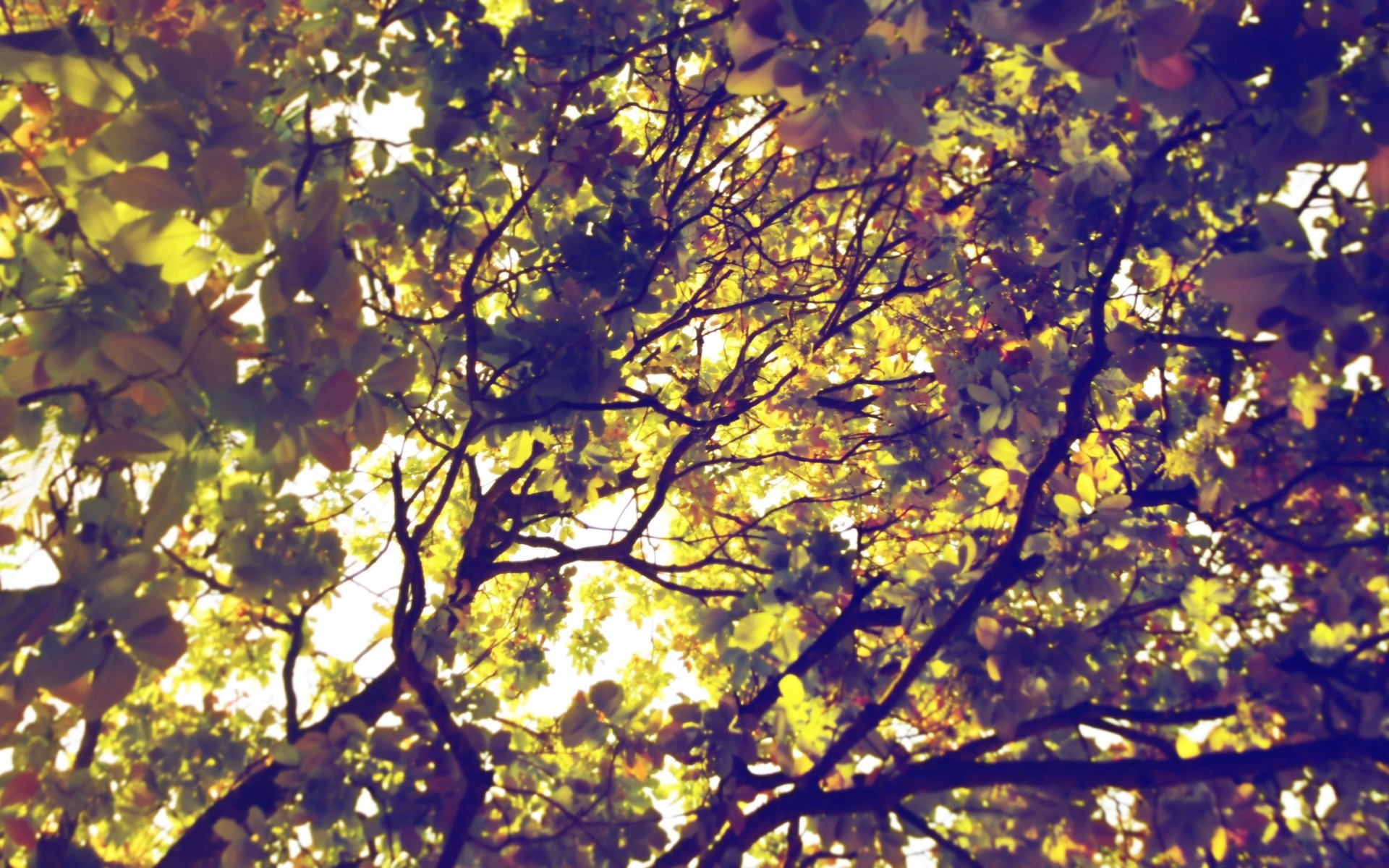 forêt arbre feuille automne branche saison nature bois paysage bureau parc couleur flore soleil beau temps lumineux croissance à l extérieur lumière environnement