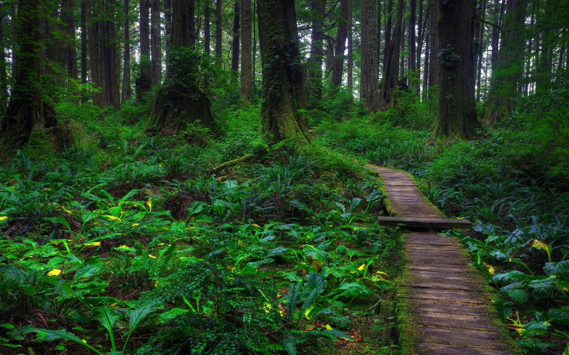 bosque madera paisaje árbol naturaleza parque hoja medio ambiente sendero escénico selva tropical exuberante guía luz senderismo paseo al aire libre flora musgo crecimiento