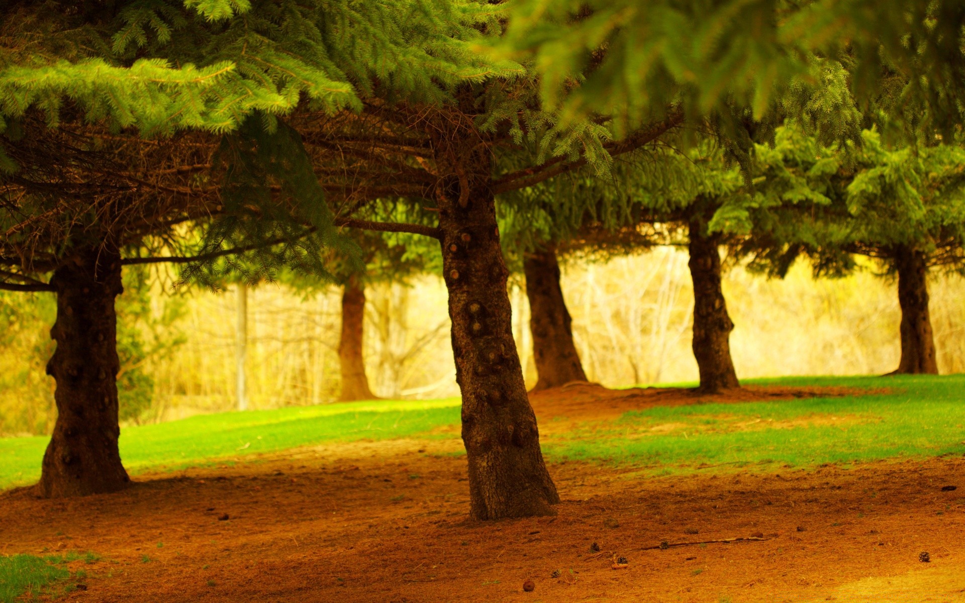 forest tree wood park light landscape fall shadow grass nature outdoors