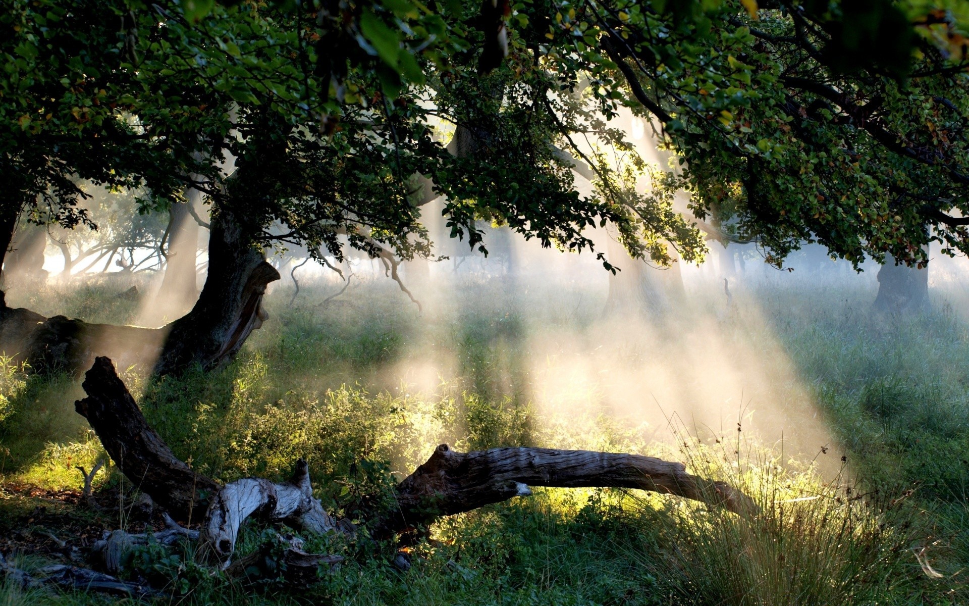 forest wood tree landscape nature water dawn mist leaf fog outdoors park environment fall light