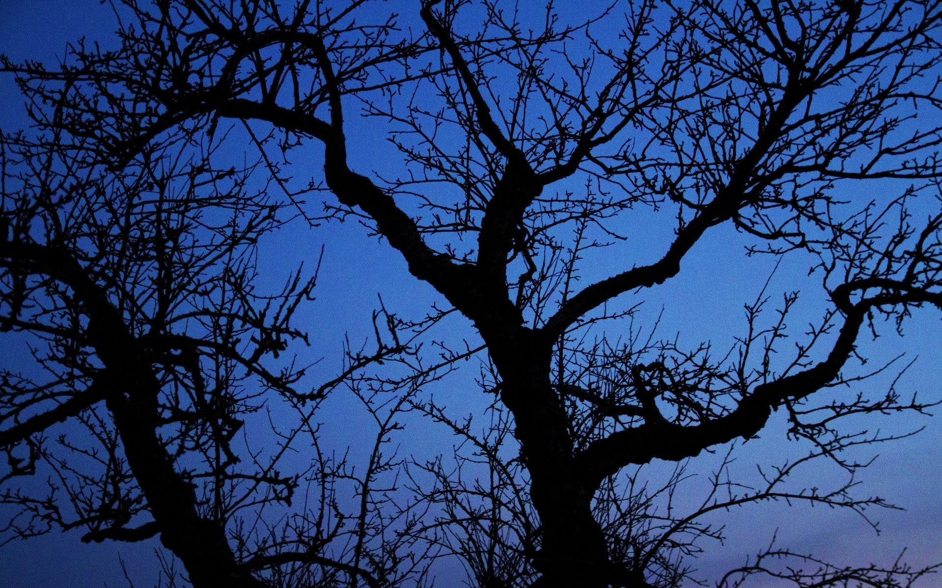 forest tree branch landscape wood trunk environment nature bark alone season fall park oak desktop silhouette dry solitude outdoors