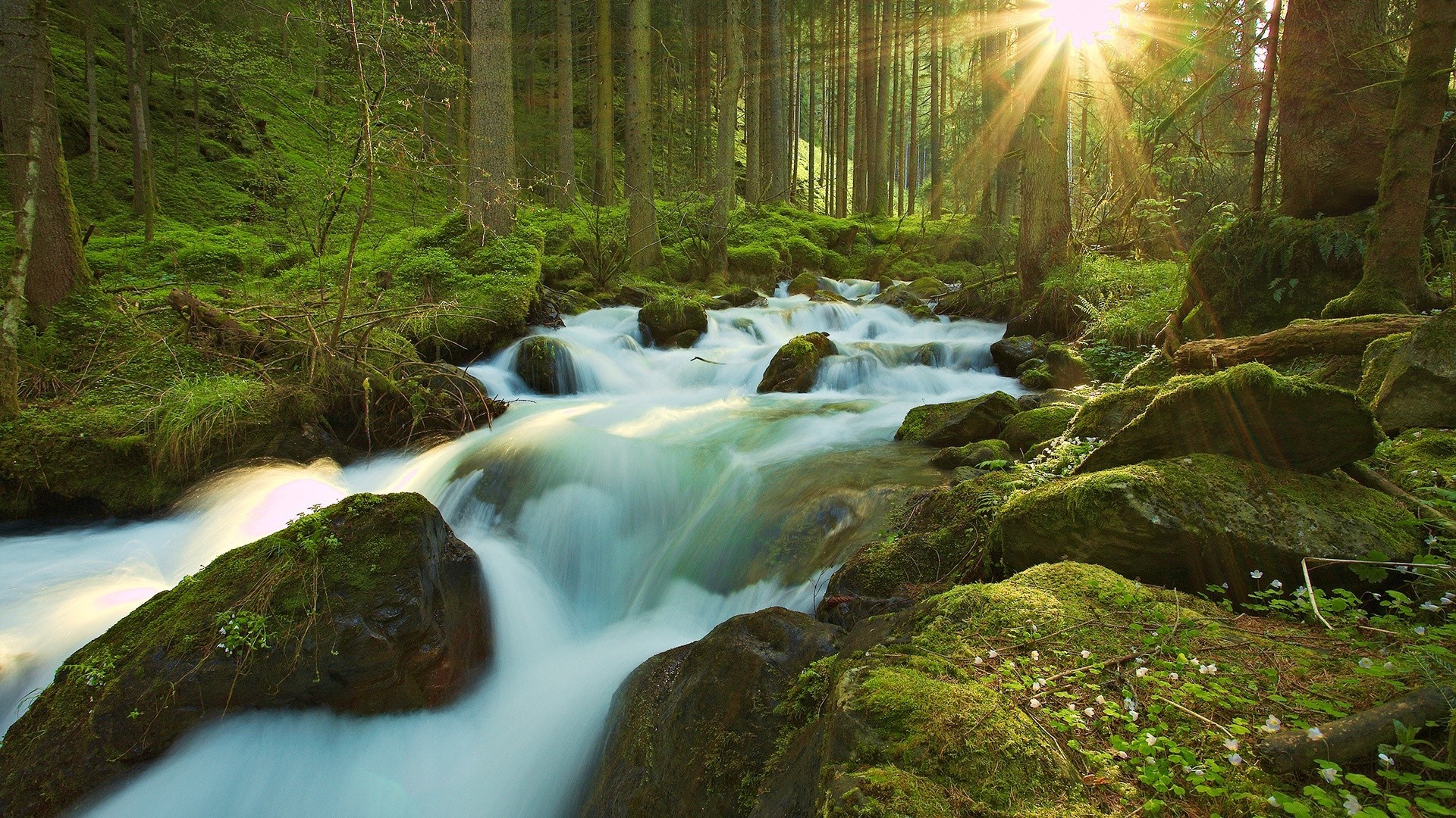 bosque agua cascada río corriente madera musgo roca naturaleza paisaje cascada otoño hoja viajes grito árbol al aire libre fotografía corriente movimiento