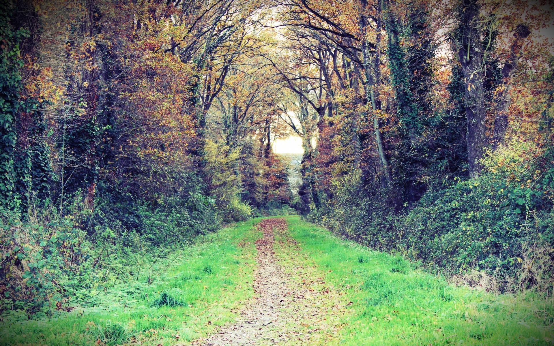 forest wood tree landscape leaf nature road park fall season guidance environment scenic outdoors rural countryside footpath fair weather flora scenery