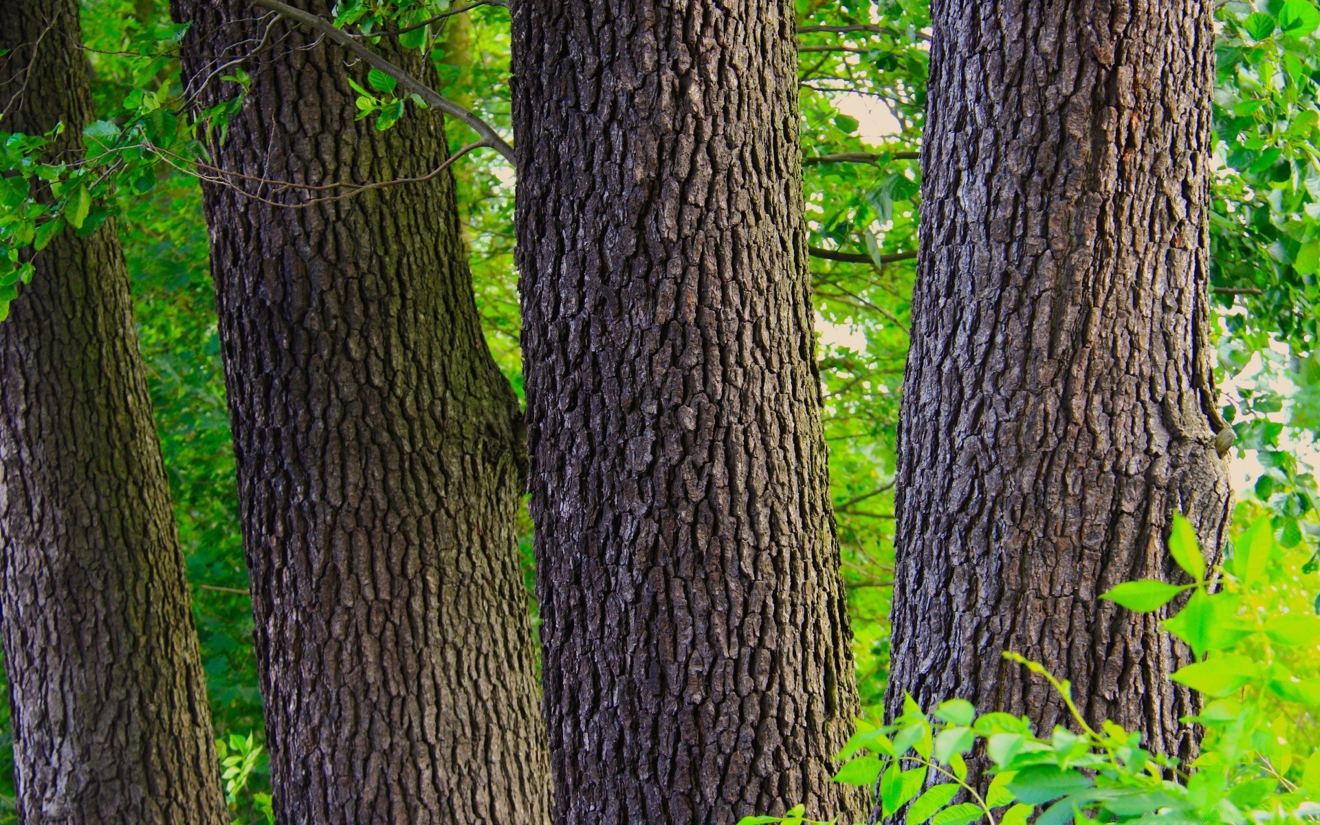 forêt bois arbre nature feuille paysage flore à l extérieur environnement automne parc croissance