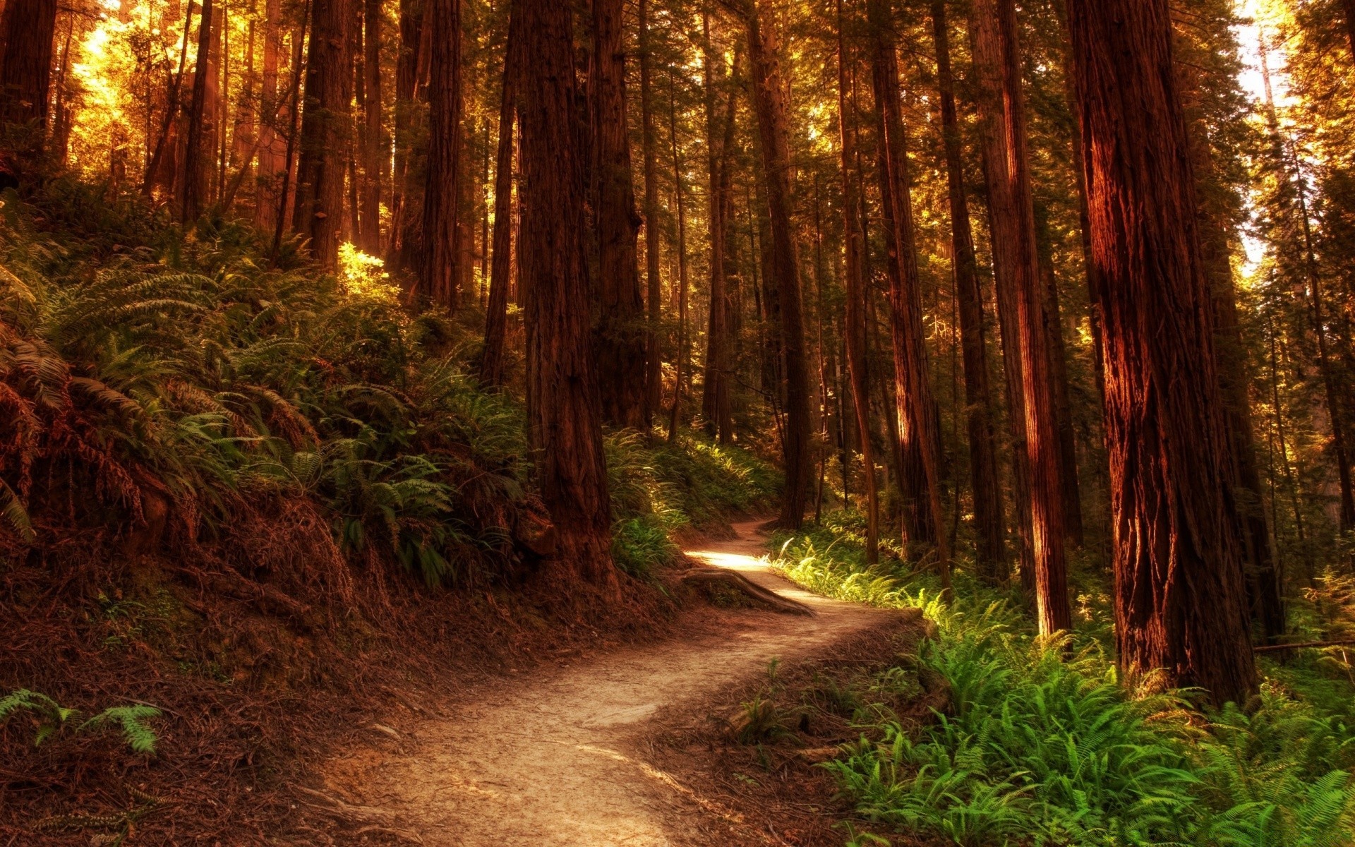 forest wood landscape tree nature light park road dawn leaf outdoors guidance fair weather environment conifer sequoia trail scenic daylight hike