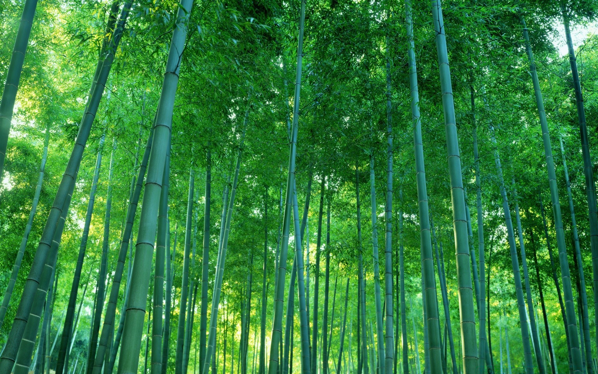 bosque bambú hoja exuberante madera naturaleza árbol crecimiento flora sanbim medio ambiente rama ecología escritorio brillante luzga zen