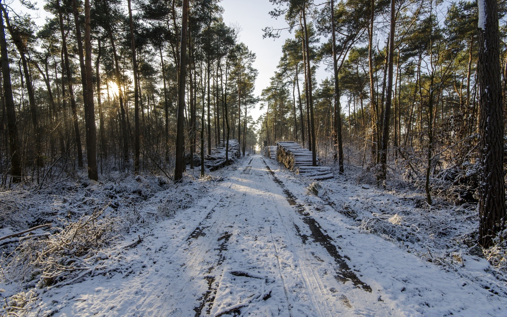 bosque madera árbol paisaje naturaleza invierno temporada carretera medio ambiente tiempo al aire libre nieve guía parque escénico pino buen tiempo escena rama cielo