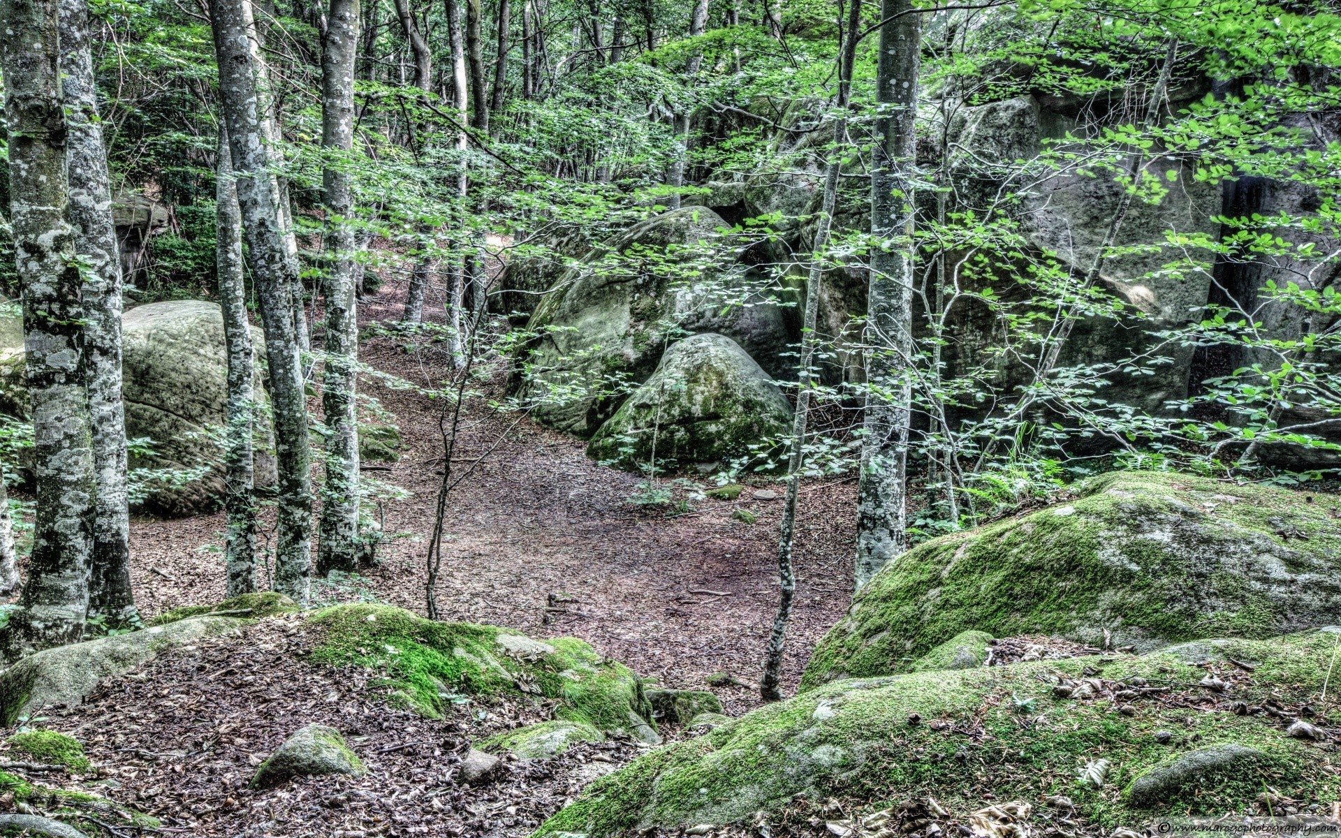 foresta di legno natura paesaggio foglia albero muschio flora percorso di viaggio estate all aperto ambiente trekking montagna pietra scenic selvaggio paesaggio