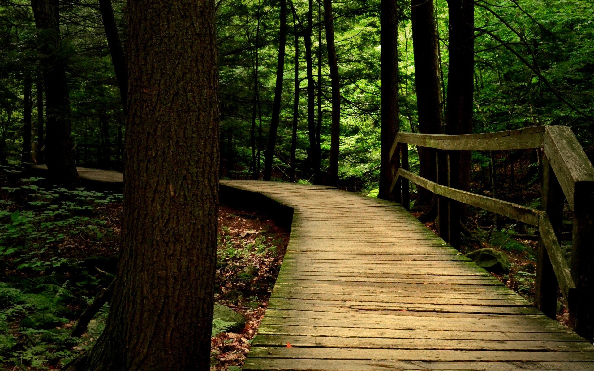 forest wood tree nature leaf landscape park fall trail guidance light dawn outdoors scenic fair weather hike walk boardwalk mist footpath