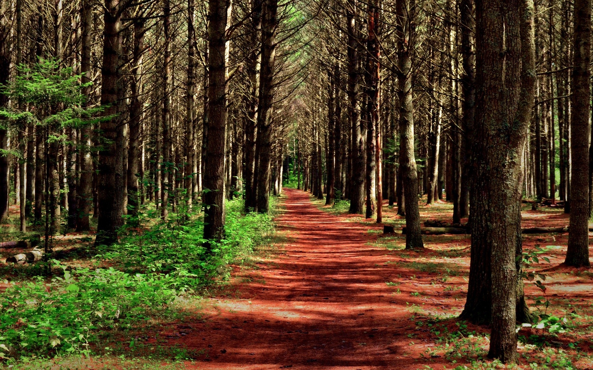 bosque madera árbol paisaje naturaleza guía parque hoja medio ambiente tronco carretera temporada otoño escénico amanecer al aire libre buen tiempo paisaje camino