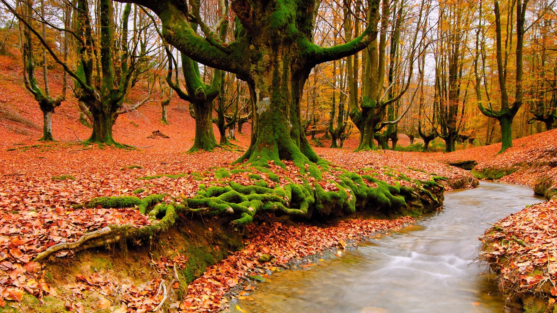 forest fall tree nature wood leaf park landscape season scenic outdoors environment scenery beech fair weather dawn branch