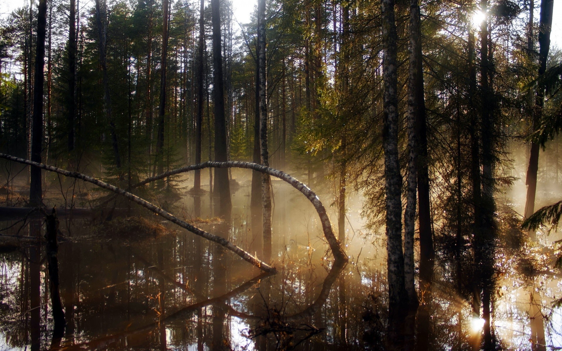 forest wood tree nature landscape mist fog light environment park fall dawn outdoors water leaf pine reflection winter conifer fair weather