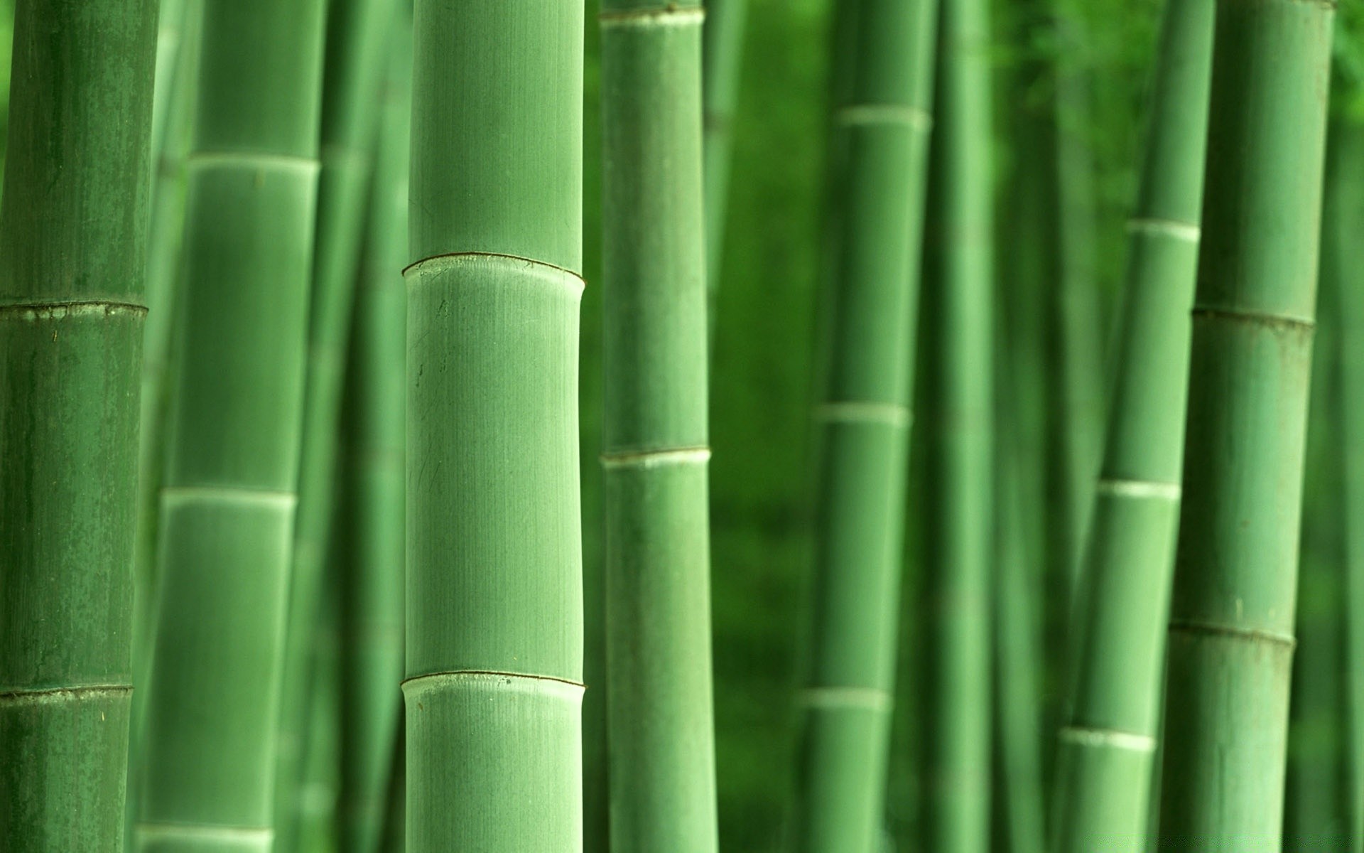 forest bamboo leaf flora lush growth garden nature zen tropical husk ecology texture desktop botanical abstract environment pattern line