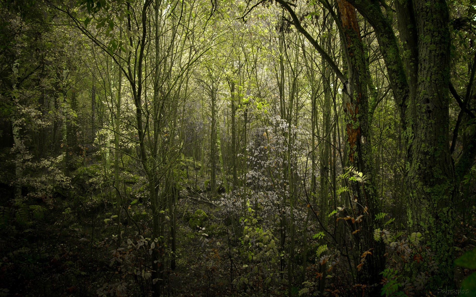 forest wood leaf nature tree landscape park lush rainforest environment dawn flora fall mist growth outdoors fog