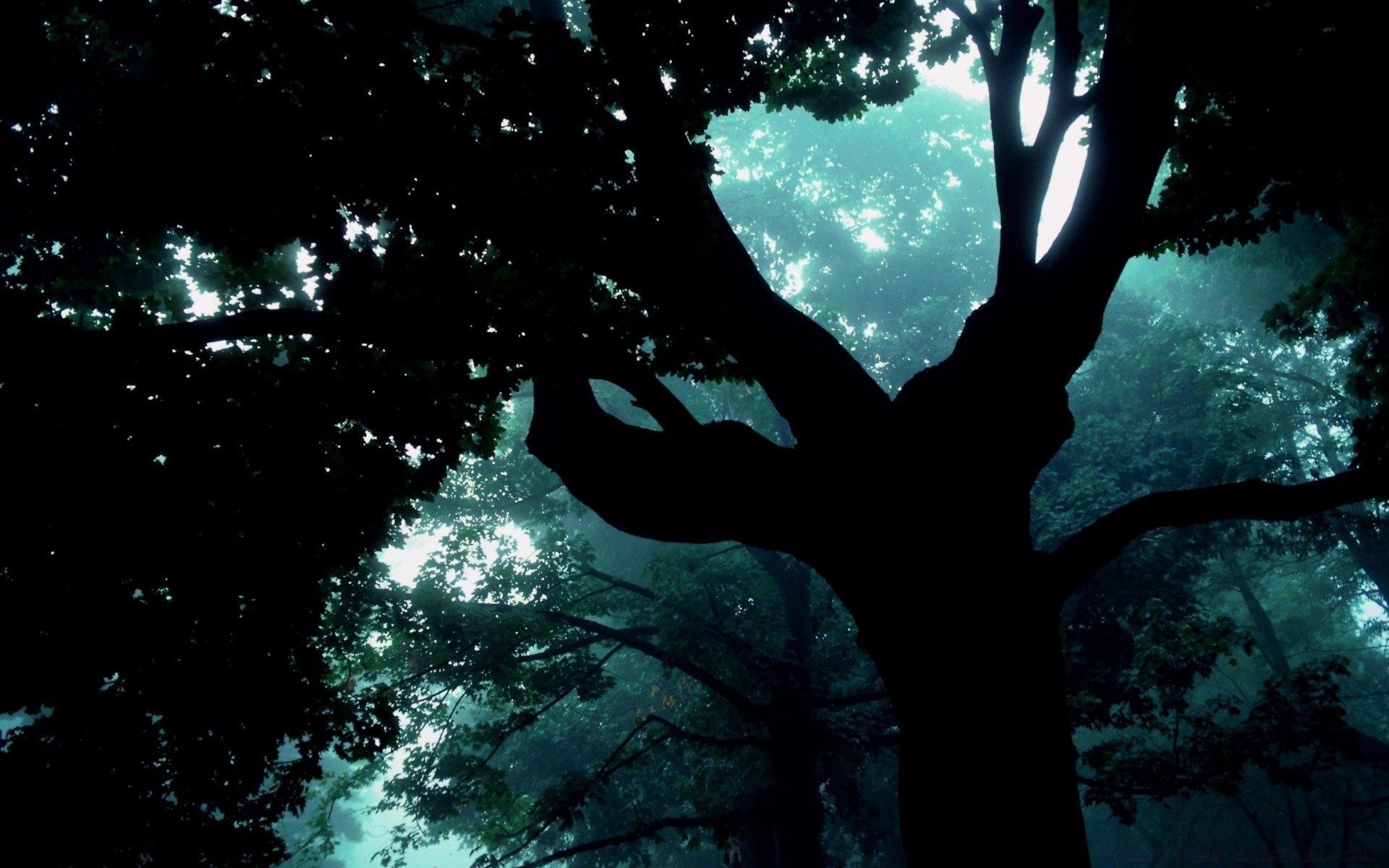 bosque naturaleza árbol paisaje al aire libre iluminado agua oscuro luz