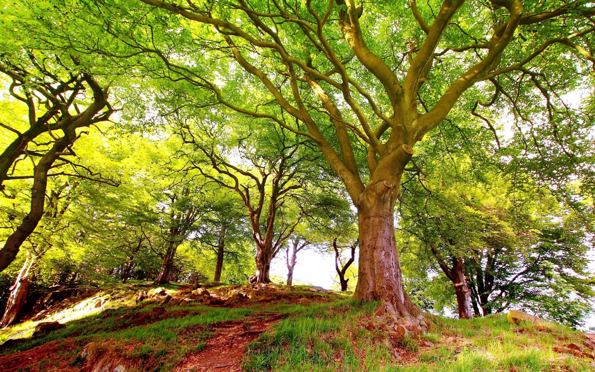 foresta albero natura legno paesaggio foglia parco bel tempo ambiente tronco ramo flora stagione rurale autunno lussureggiante sole scenic paesaggio corteccia