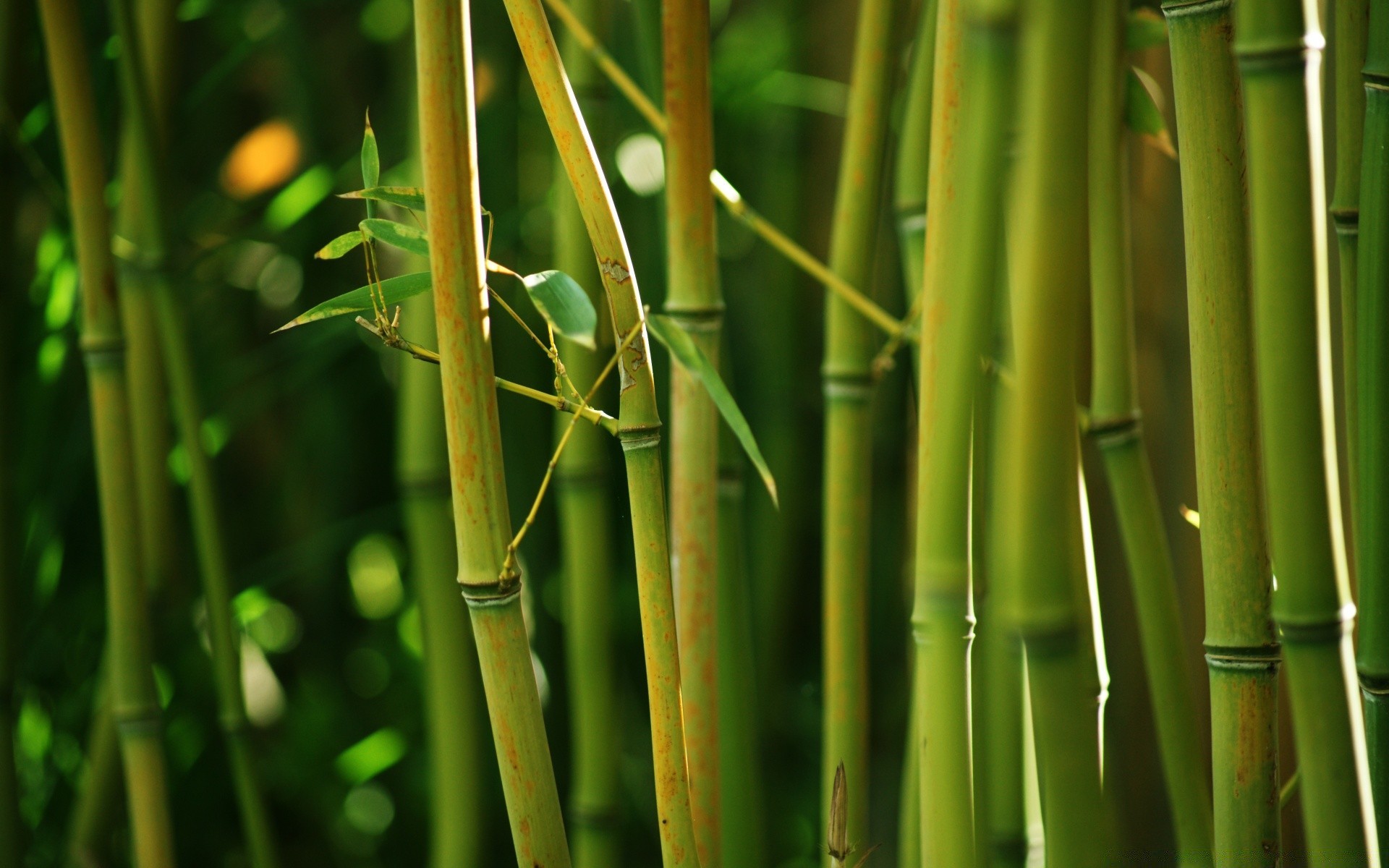 floresta bambu folha flora crescimento exuberante natureza casca jardim frescura ecologia ambientes tropical chuva grama botânico close-up