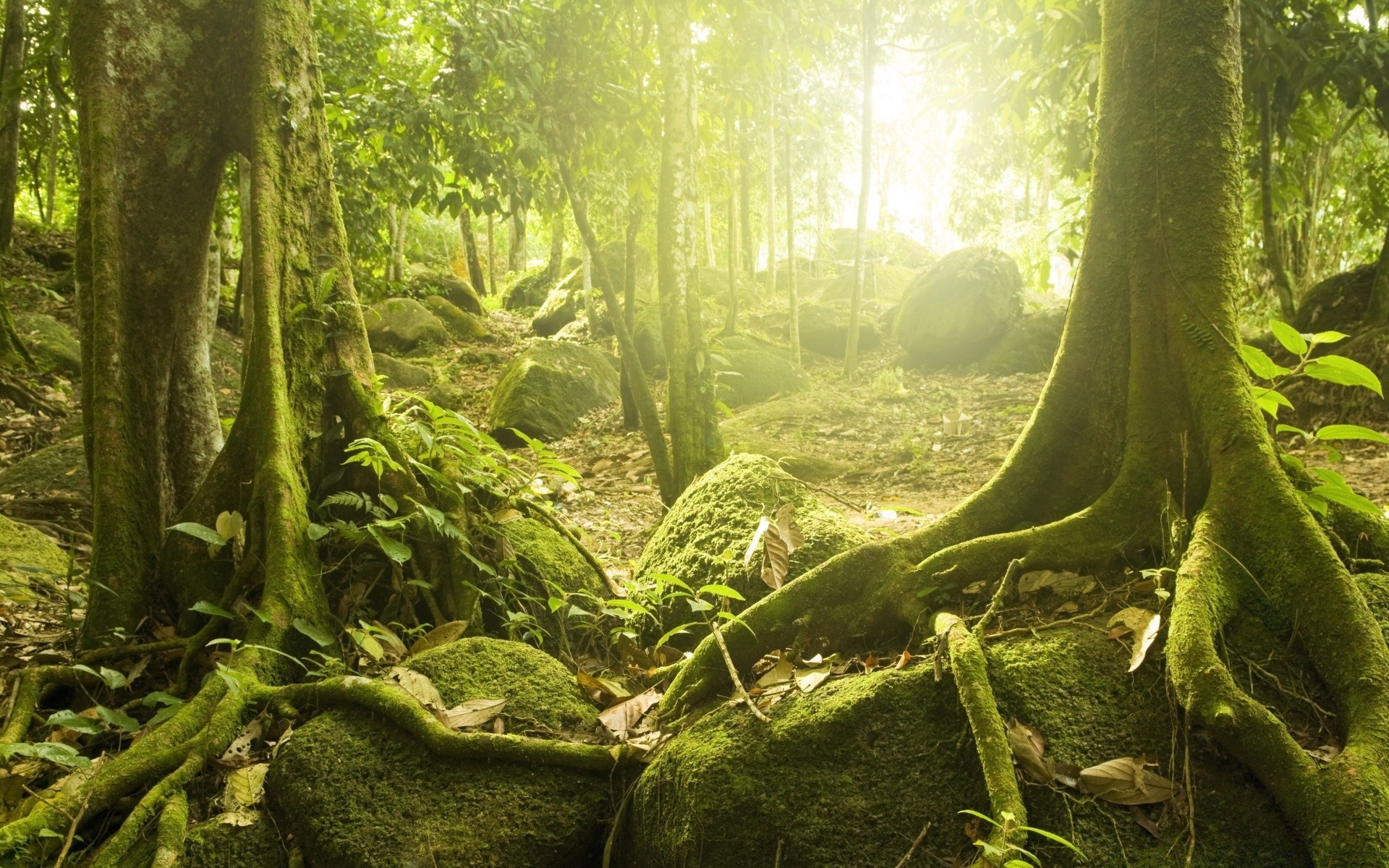 foresta legno natura albero foresta pluviale foglia muschio flora paesaggio ambiente fern radice giungla lussureggiante