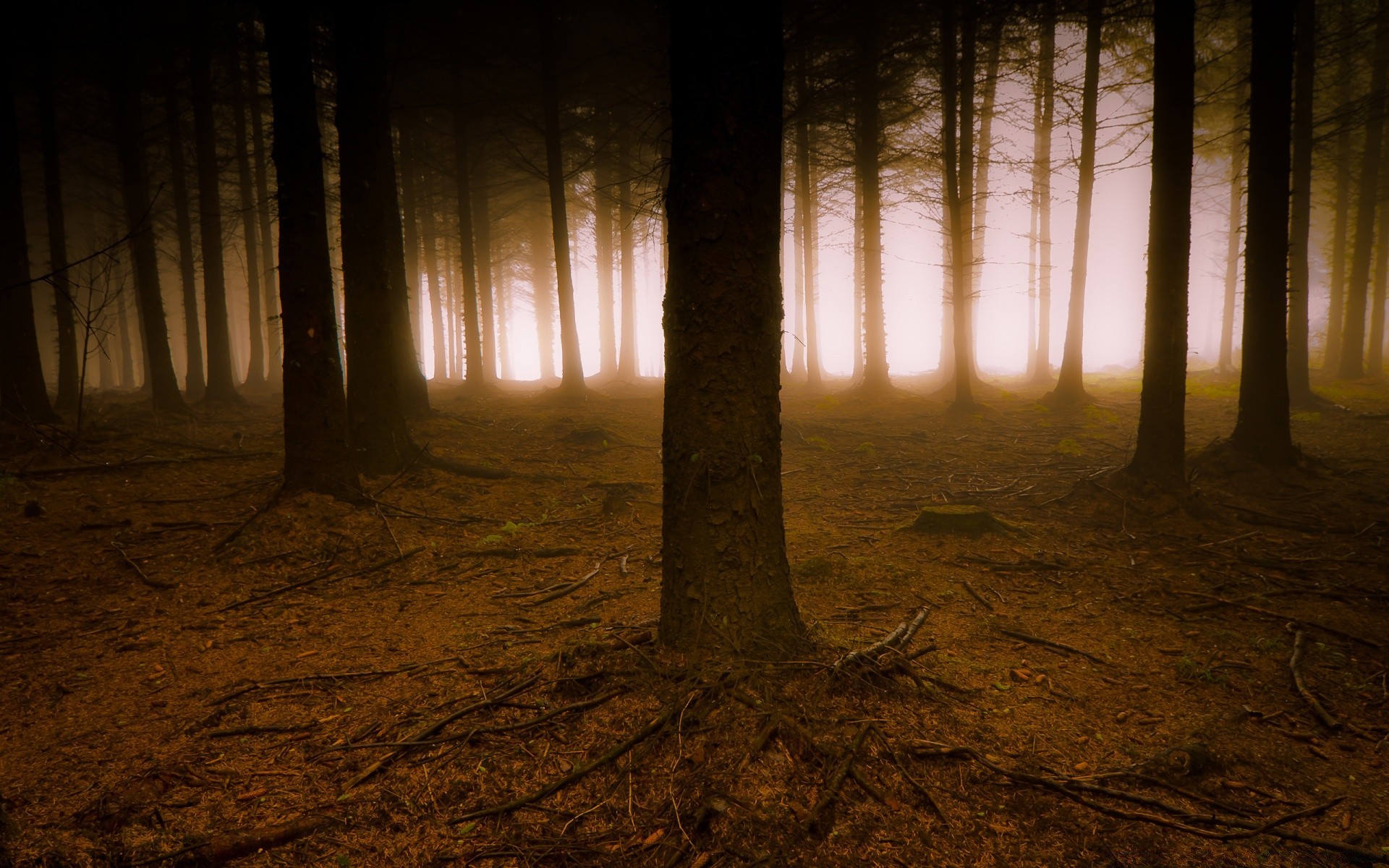 wald licht schatten dunkel gruselig holz hintergrundbeleuchtung landschaft dämmerung geheimnis baum sonne moody nebel sonnenuntergang